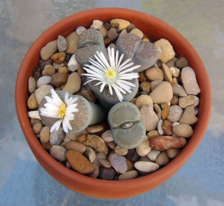 Литопс (Lithops) или Живые Камни